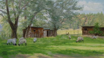 Cool Sheep